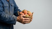 Male farmer in denim work shirt holding wicker basket of fresh organic apples, isolated on white background for agricultural and harvest marketing use.