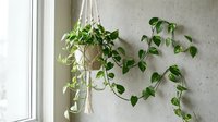 Hanging pothos plant in macrame planter by window with trailing green vines against white wall for modern home decor and indoor gardening.