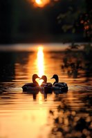 Three ducks swimming at sunset create heart shape silhouette on golden water surface with sun reflection forming romantic nature scene.