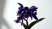 Deep purple iris flowers with dark green stems and leaves isolated on white background, suitable for botanical designs, floral arrangements, and decorative projects.
