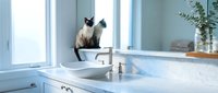Siamese cat sitting on modern kitchen counter near sink with natural light from large windows. Clean contemporary interior design for home decor concepts.