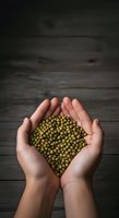 Hands holding green peas on dark wooden surface. Caucasian person displaying fresh legumes for cooking, nutrition, and organic food concepts.