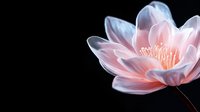 Delicate pink lotus flower with translucent petals and golden stamens blooming against dark background, suitable for wellness and spa design projects.