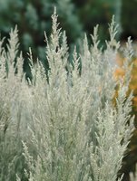 Delicate silver-white ornamental grass plumes catch morning light against blurred green background, creating ethereal natural texture for garden and landscape designs.