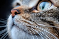 Close-up macro shot of tabby cat face showing bright blue eye, pink nose, and detailed whiskers against blurred background, highlighting feline features and textures.