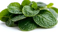 Fresh mint leaves with water droplets on white background, aromatic herb used in cooking, cocktails, and tea preparation.