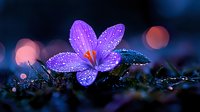Purple crocus flower with water droplets blooming in moss during twilight with bokeh lights creating magical atmosphere for spring nature photography.