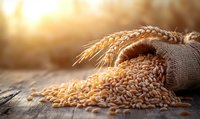 Golden wheat grains spilling from burlap sack on rustic wooden table with warm sunlight and wheat ears for harvest agriculture food concepts.