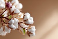 Natural cotton flowers branch with white fluffy bolls on brown background with soft shadows. Organic textile concept for sustainable fashion and eco materials.