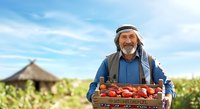 Senior male farmer with Middle Eastern ethnicity wearing traditional headwear holding crate of fresh tomatoes in agricultural field with barn, harvest season produce.