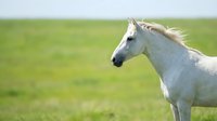 White horse with flowing mane running freely across green meadow field under clear sky, showcasing natural equine beauty and grace in pastoral landscape.