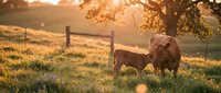 Brown cow grazing in golden sunlit pasture with wooden fence and trees at sunset, suitable for agricultural, rural lifestyle, and farm-related content.
