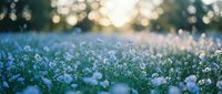 Delicate white wildflowers bloom in soft morning light with dreamy bokeh background creating peaceful natural meadow scene for wellness and spring themes.