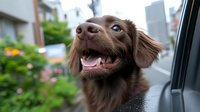 Happy brown dog with striking blue eyes looking out car window during city drive, mouth open in joyful expression against urban background with buildings.