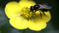 Black solitary bee collecting pollen on bright yellow buttercup flower against dark background, macro nature photography showing pollination process in spring garden.