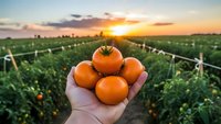 Fresh ripe tomatoes in farmer hand at sunset over organic vegetable garden field. Agricultural harvest concept for healthy food production and farming.