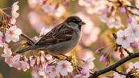 Small brown sparrow perched on blooming cherry blossom branch with delicate pink flowers in soft spring sunlight for nature and wildlife photography.