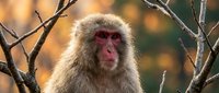 Japanese macaque monkey with reddish face sitting on tree branches in natural habitat during golden hour light creating warm bokeh background atmosphere.