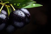Fresh black olives with water droplets and green leaves on dark background for culinary and Mediterranean cuisine concepts.