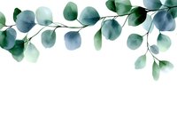 Watercolor eucalyptus leaves branch border on white background, botanical illustration in soft blue-green tones, isolated design element for stationery and decor.