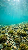 Underwater rocky seabed with pebbles and marine algae in crystal clear turquoise water with sunlight rays filtering through surface for diving backgrounds.