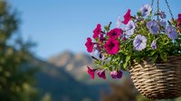 Colorful petunias in wicker hanging basket against mountain landscape background. Vibrant pink and purple flowers for garden decoration and outdoor living.