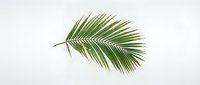 Single green palm leaf isolated on white background for tropical design projects and summer decorations.