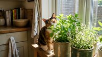 Tabby cat sitting by sunny kitchen window with fresh herb plants in pots, cozy domestic scene with natural lighting and home gardening atmosphere.