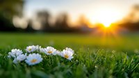 White daisy flowers blooming in green grass field during golden hour sunset with warm sunlight and blurred background for spring nature concepts.