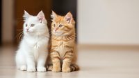 Two adorable fluffy kittens sitting together on wooden floor, white and orange tabby cats looking up with curious expressions in cozy home interior.