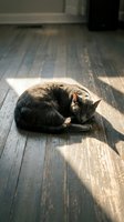 Tabby cat curled up sleeping on wooden floor in sunlight, relaxed pet resting indoors with natural window light casting shadows.