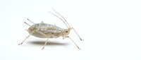Isolated cricket insect on white background, suitable for educational materials, pest control designs, and nature-related publications.