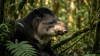 Wild black bear resting on tree branch in lush green forest habitat surrounded by ferns and moss-covered vegetation during golden hour sunlight filtering through canopy.