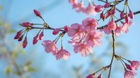 Pink cherry blossom branch with delicate blooms and buds against a soft blue sky, capturing the beauty of spring nature.