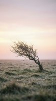 Solitary windswept tree stands in vast barren landscape at dawn, symbolizing resilience and isolation. Suitable for environmental, climate change, and conceptual design projects.