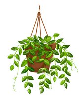 Hanging potted plant with cascading green leaves in terracotta pot, isolated on white background for decor and garden design projects.