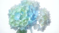 Blue and green hydrangea flower cluster with delicate petals isolated on white background, suitable for floral design, botanical artwork, greeting cards, and decorative projects.
