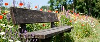 Wooden bench surrounded by vibrant wildflowers and blooming poppies in a sunny garden setting, perfect for nature and outdoor lifestyle projects.