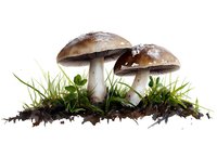 Two brown mushrooms growing in grass and soil on white background, isolated nature illustration for botanical and culinary design projects.