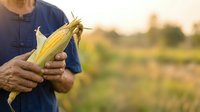 Farmer holding fresh corn cob in agricultural field during harvest season, showcasing organic produce and sustainable farming practices for agricultural marketing.
