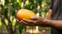 Farmer holding fresh ripe mango in hand at orchard garden, harvesting tropical fruit for agriculture and food production.