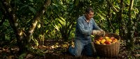 Senior Hispanic farmer harvesting fresh mangoes in tropical orchard, kneeling beside wicker basket filled with ripe fruit among lush green foliage for agriculture concepts.