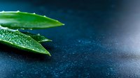 Fresh aloe vera leaves with water drops on dark blue textured background, macro photography showing natural moisturizing properties for skincare and wellness concepts.