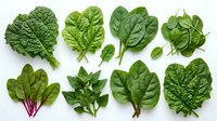 Assorted fresh spinach leaves and leafy greens isolated on white background, ready for culinary, nutritional, and healthy eating design projects.