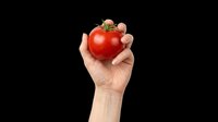 Hand holding a fresh red tomato, isolated on transparent background. Ready for food, health, and nutrition designs, stickers, print on demand, and T-shirt use.