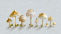 Delicate white and cream mushrooms arranged in descending size order on light background, showing natural variety in fungi shapes and textures with golden speckled caps.