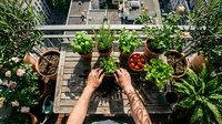 Urban gardening enthusiast tending to potted herbs and vegetables on wooden balcony table, overhead view of hands nurturing green plants in sustainable living.