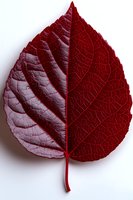 Deep red autumn leaf with detailed veins and textured surface isolated on white background, showcasing natural botanical structure.