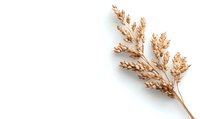 Dried natural pampas grass branch in beige color on white background, isolated botanical element for modern minimal decoration and design projects.