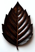 Rich brown leaf with serrated edges and prominent veins isolated on white background, showcasing detailed texture and natural patterns.